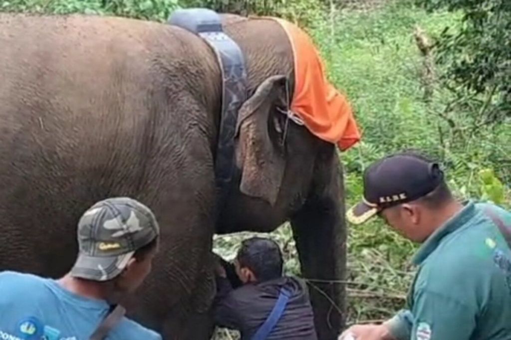 Gajah liar di Lampung Barat dipasangi “GPS&nbsp;Collar”