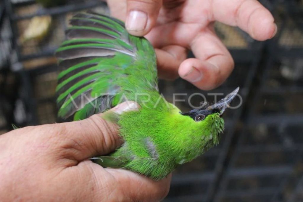 Balai Karantina DIY menggagalkan penyelundupan cucak hijau dari&nbsp;Balikpapan