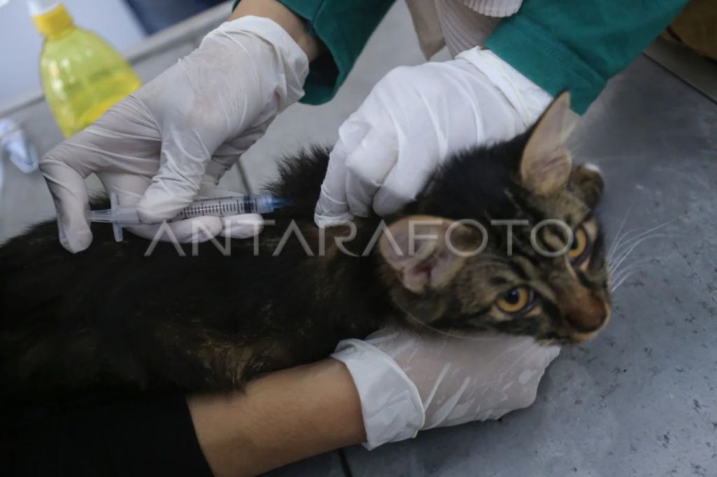 Pemkot Yogyakarta menyiapkan 3.000 dosis vaksin cegah penularan&nbsp;rabies