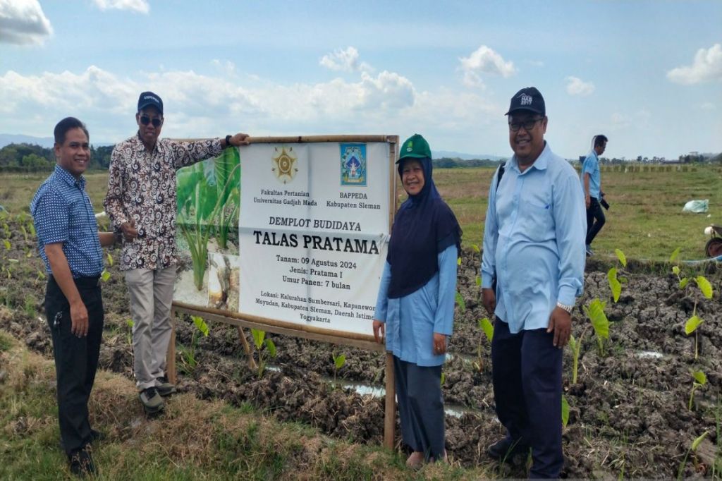 Bappeda Sleman melaksanakan demplot talas seluas 26 hektare lahan&nbsp;bero